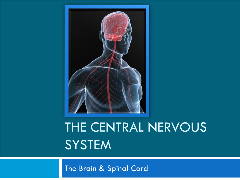 The Central Nervous System