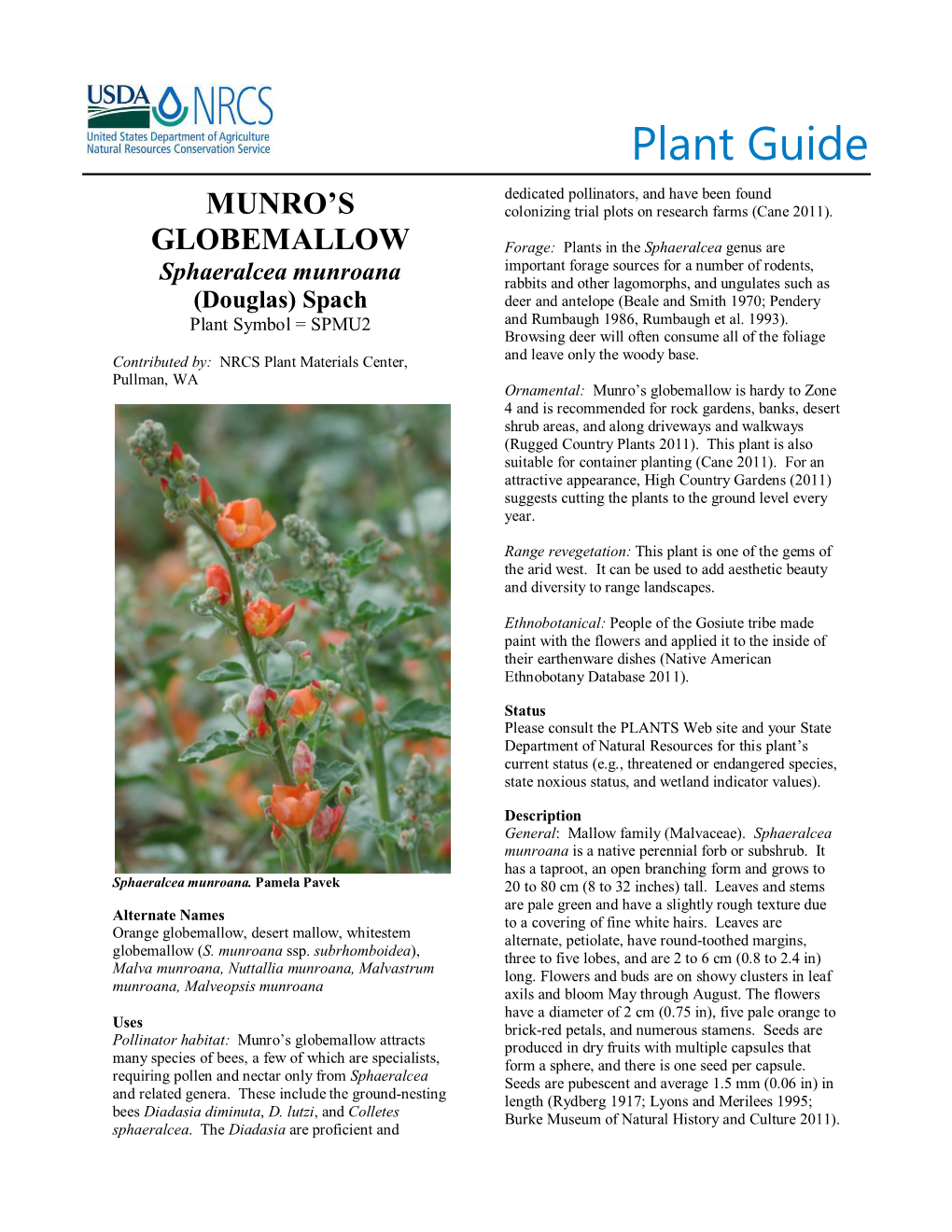 Munro's Globemallow Plant Guide