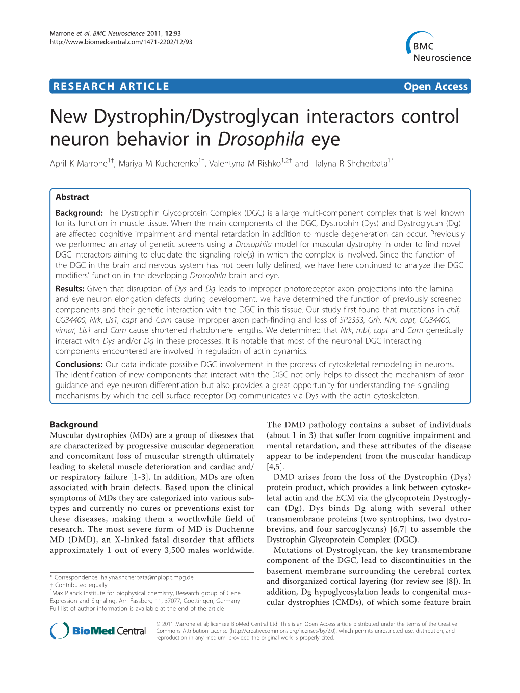 New Dystrophin/Dystroglycan Interactors Control Neuron Behavior