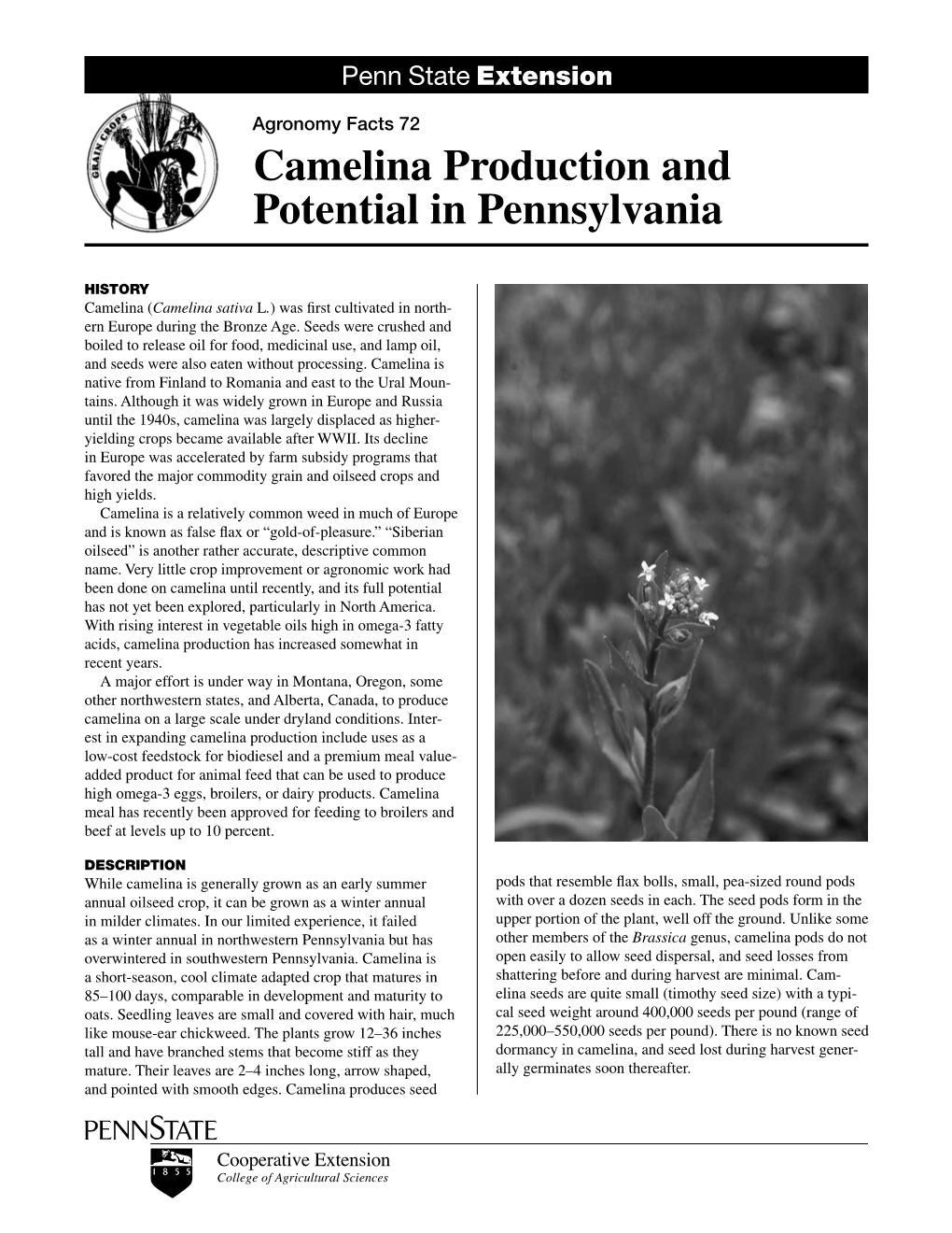 Camelina Production and Potential in Pennsylvania