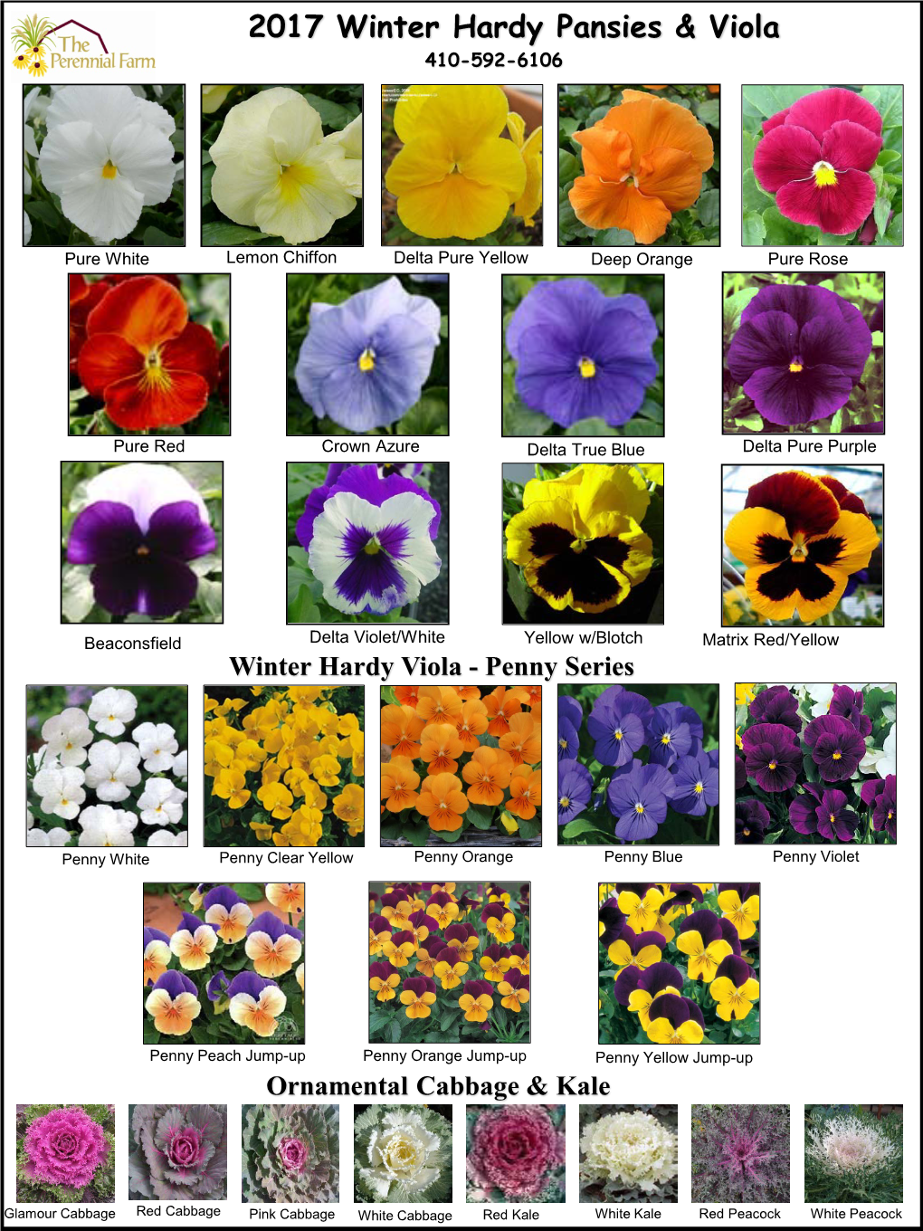 2017 Winter Hardy Pansies & Viola