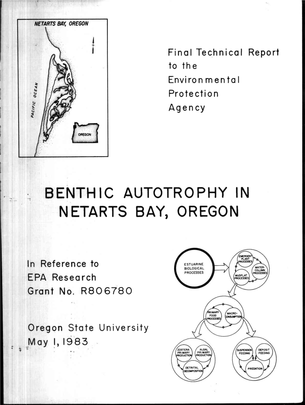 Benthic Autotrophy in Netarts Bay, Oregon