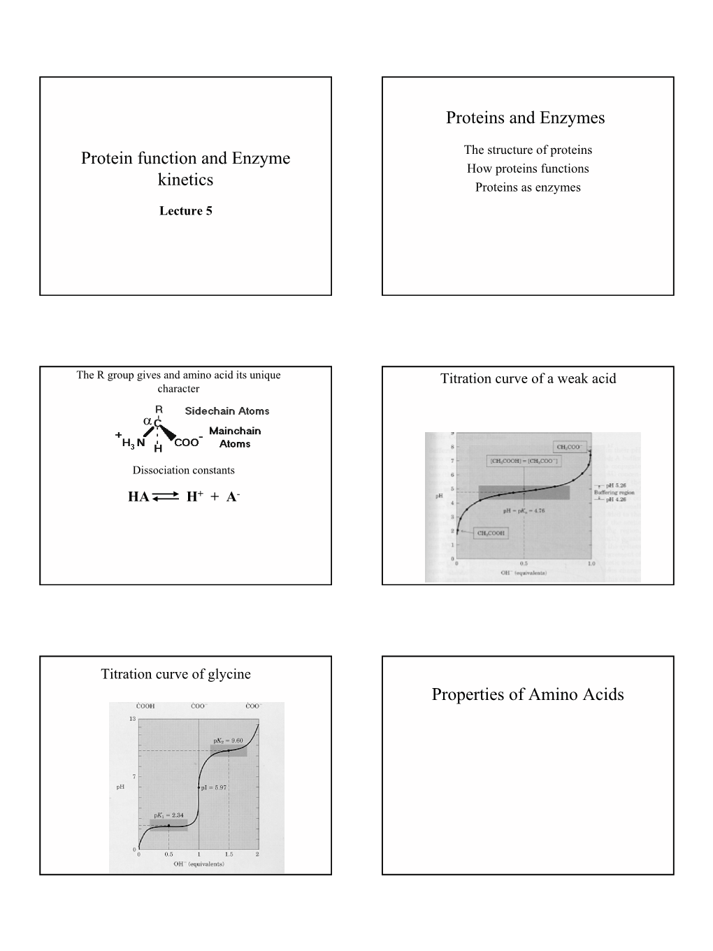 Protein Function and Enzyme Kinetics Proteins and Enzymes Properties Of