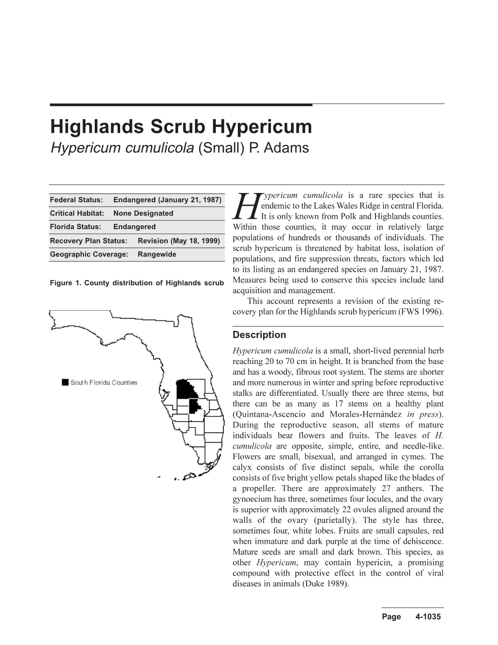 Highlands Scrub Hypericum Hypericum Cumulicola (Small) P