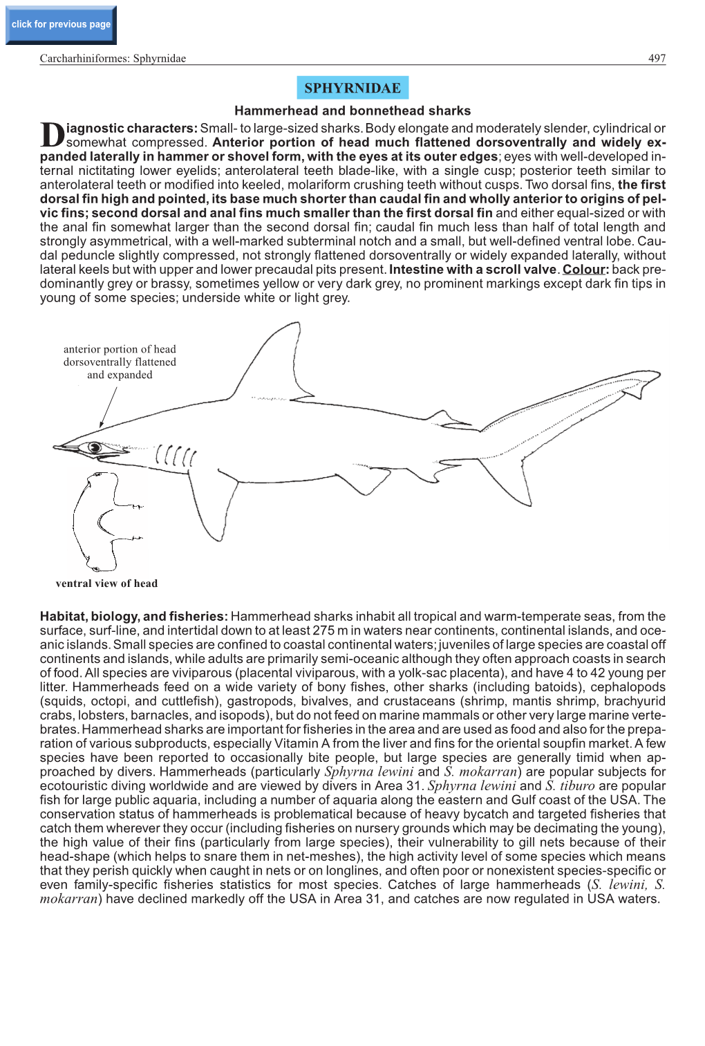 Sphyrnidae 497