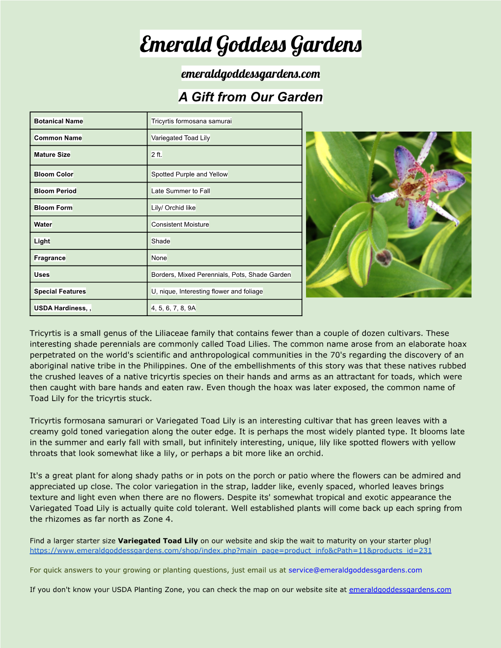 Toad Lily Free Gift