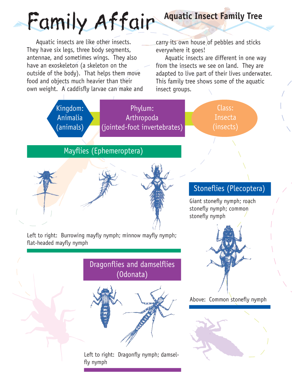 Aquatic Insect Family Tree