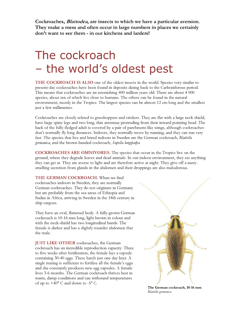 The Cockroach – the World’S Oldest Pest