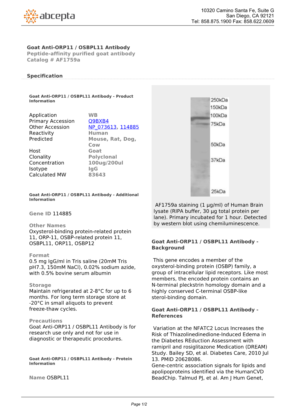 Goat Anti-ORP11 / OSBPL11 Antibody Peptide-Affinity Purified Goat Antibody Catalog # Af1759a