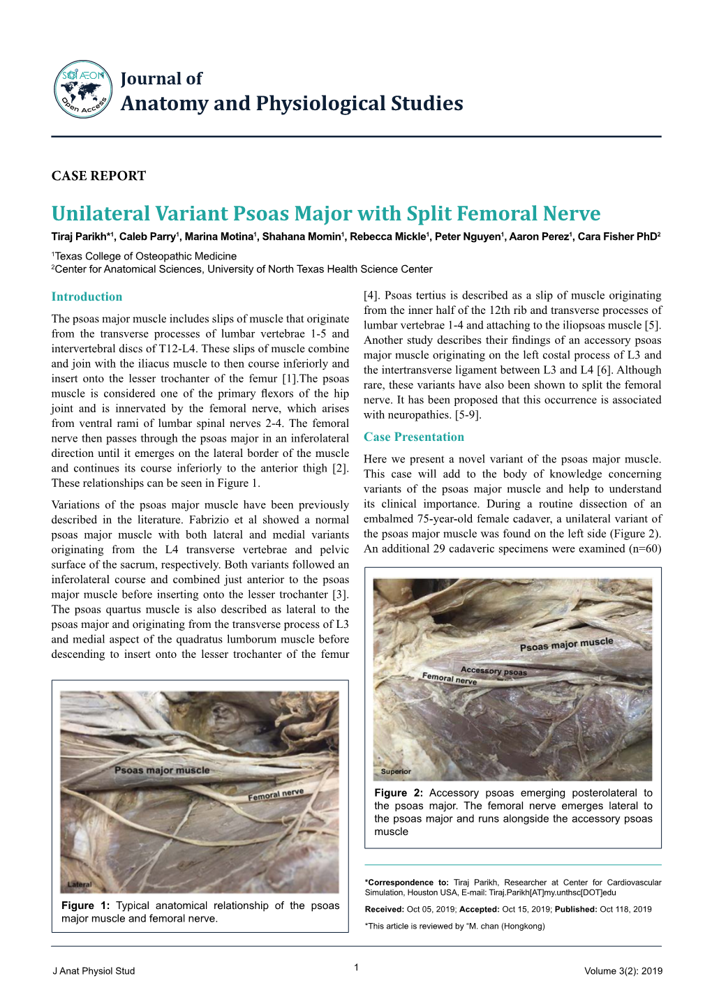 Unilateral Variant Psoas Major with Split Femoral Nerve