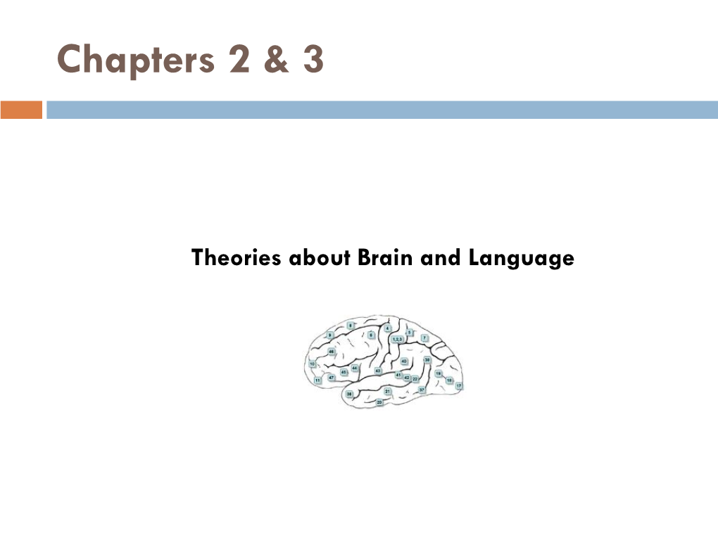 SLHS 1302 the Talking Brain