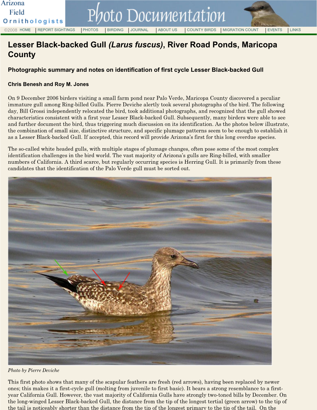 Lesser Black-Backed Gull (Larus Fuscus), River Road Ponds, Maricopa County