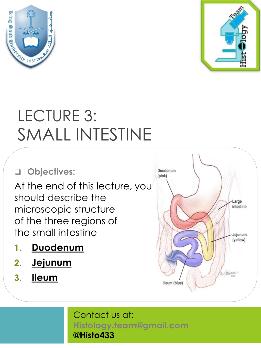 Small Intestine