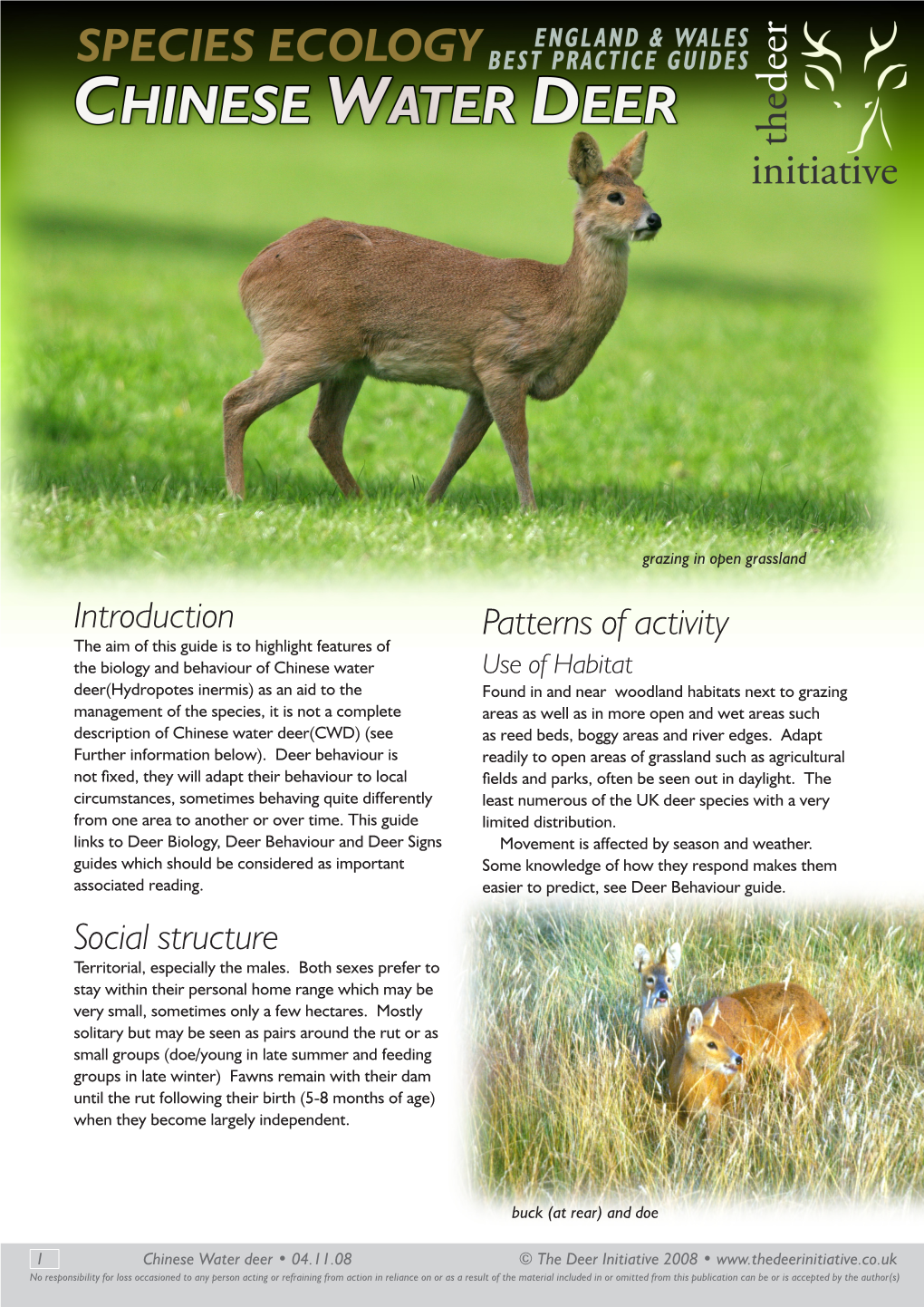 Chinese Water Deer(CWD) (See As Reed Beds, Boggy Areas and River Edges