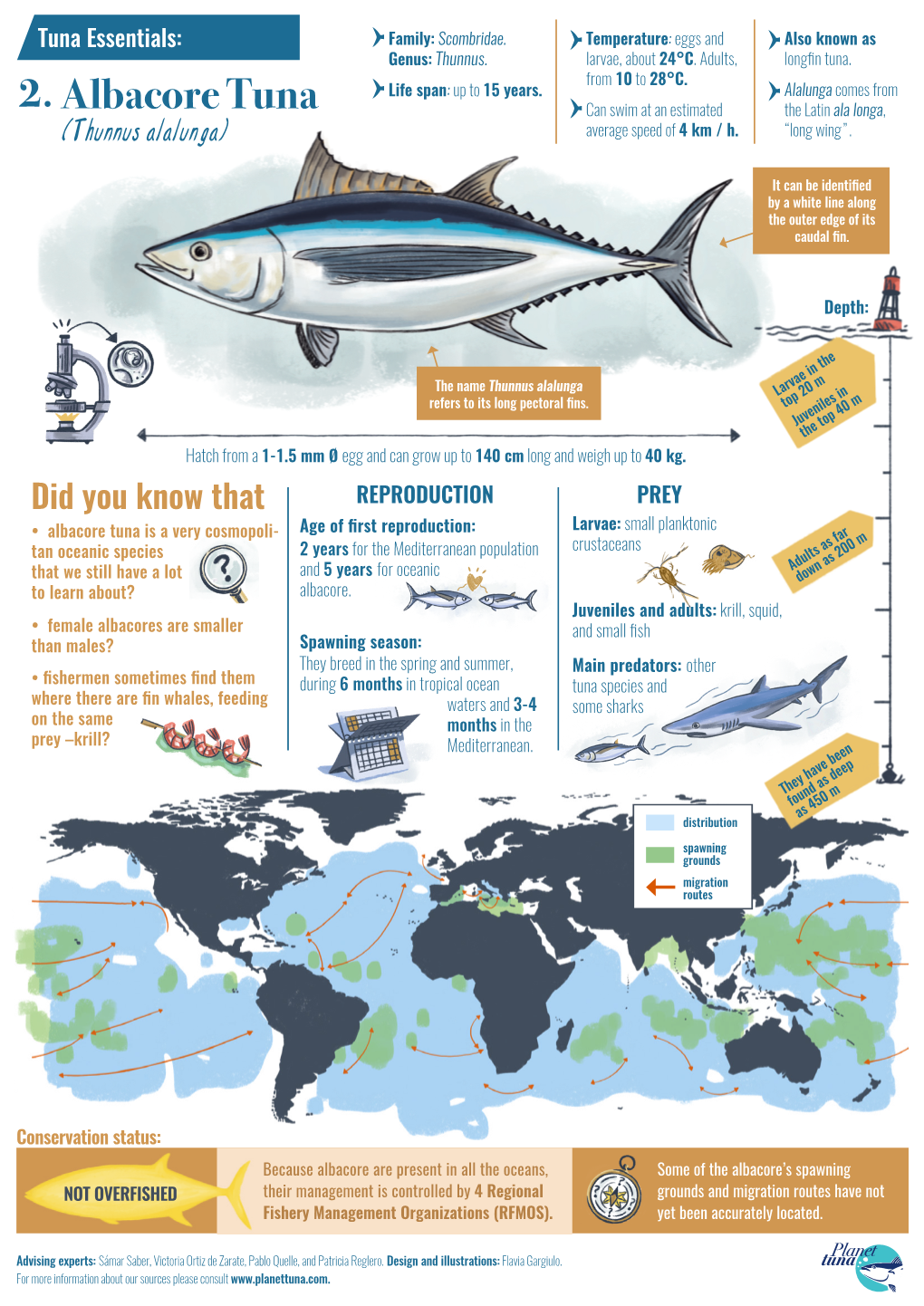Albacore Tuna Can Swim at an Estimated the Latin Ala Longa, (Thunnus Alalunga) Average Speed of 4 Km / H