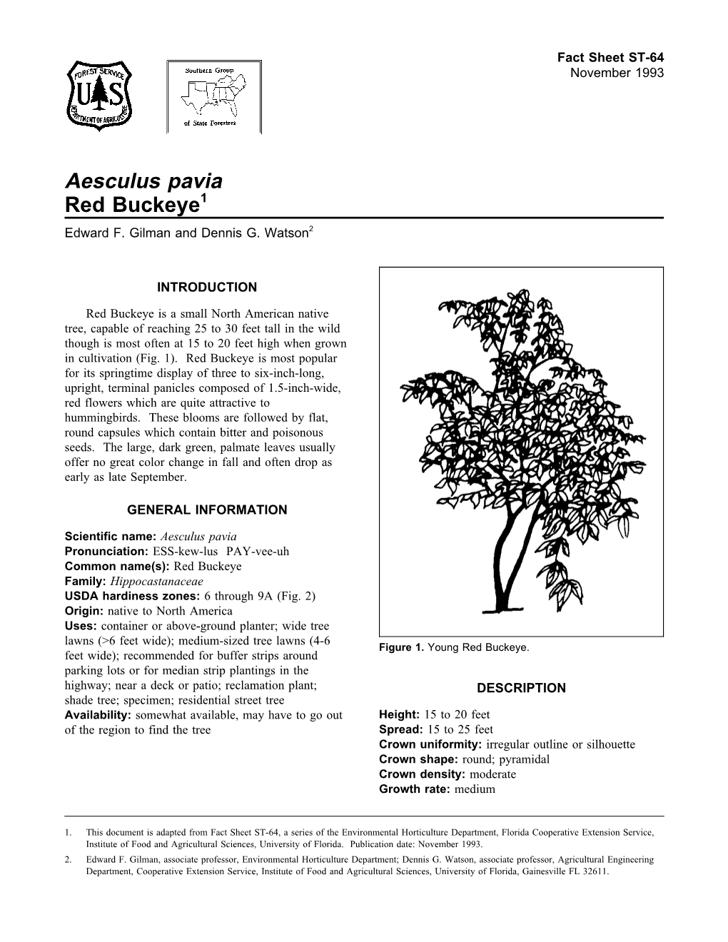 Aesculus Pavia Red Buckeye1 Edward F