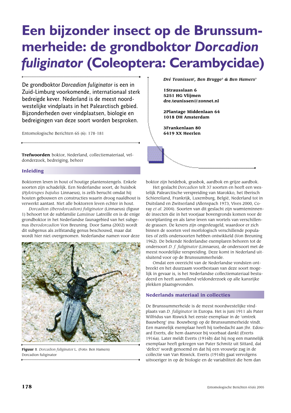 De Grondboktor Dorcadion Fuliginator (Coleoptera: Cerambycidae)
