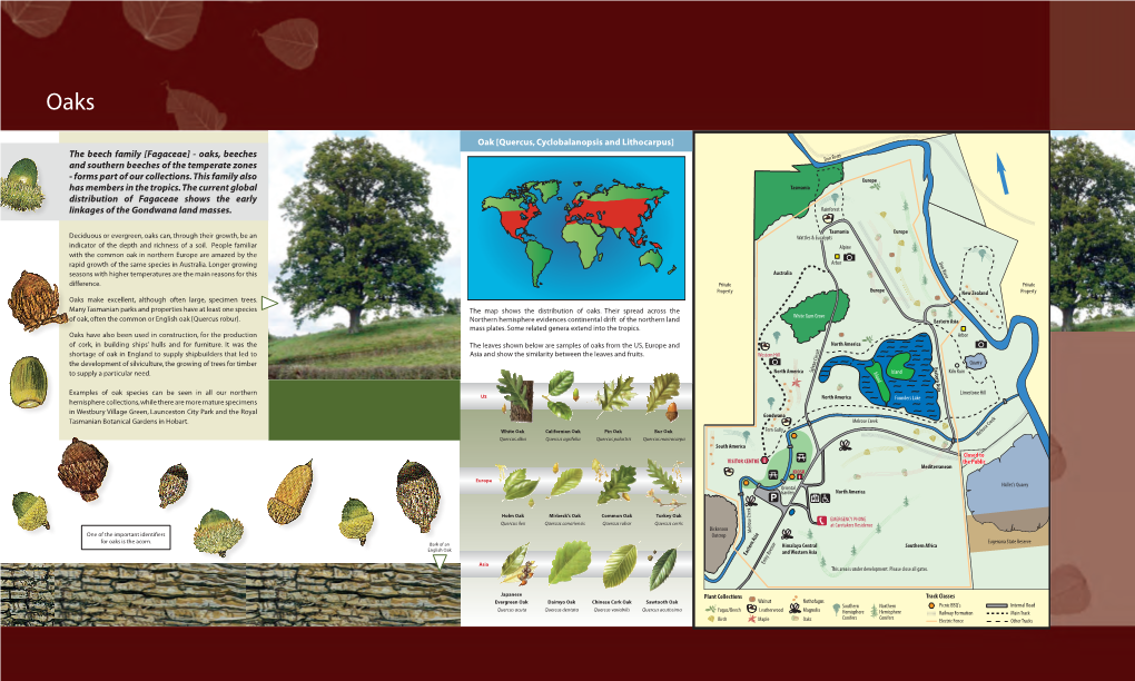 [Fagaceae] - Oaks, Beeches Veveerr Donddooon Nn R Riverrriiv and Southern Beeches of the Temperate Zones