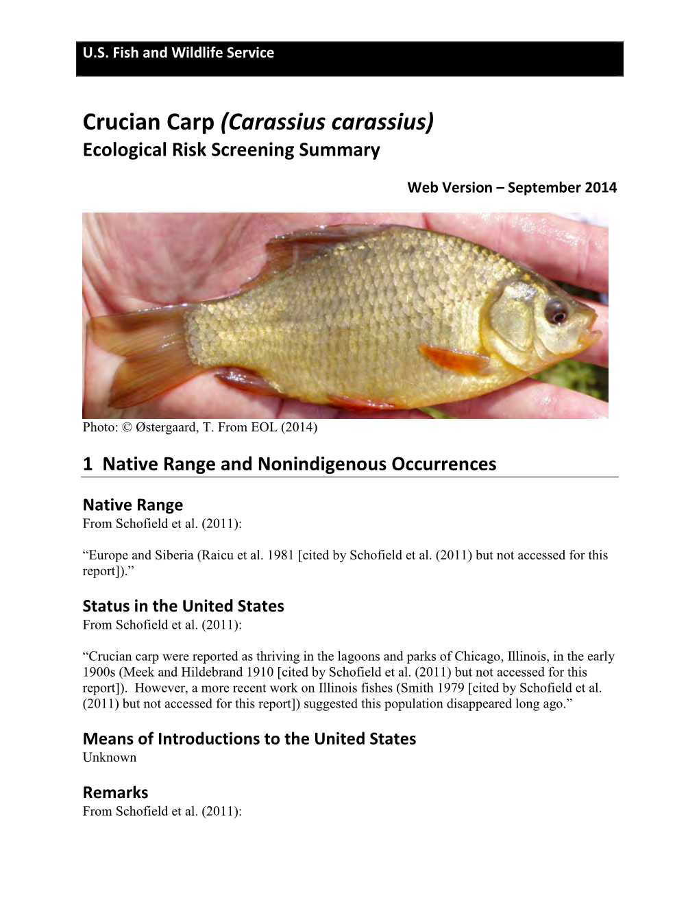 Carassius Carassius) Ecological Risk Screening Summary