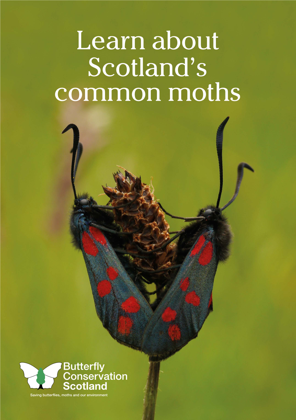 Learn About Scotland's Common Moths