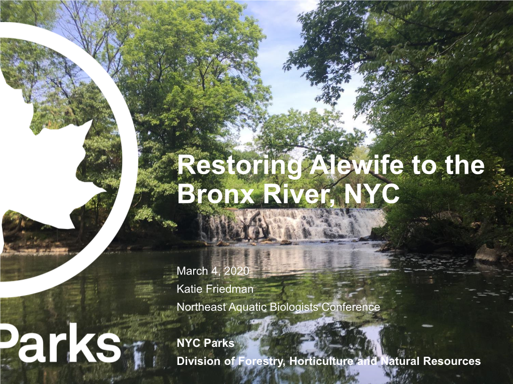 Restoring Alewife to the Bronx River, NYC