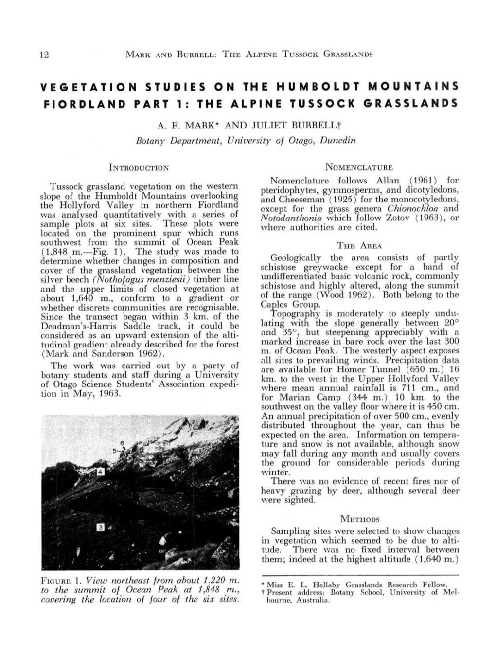The Alpine Tussock Grasslands