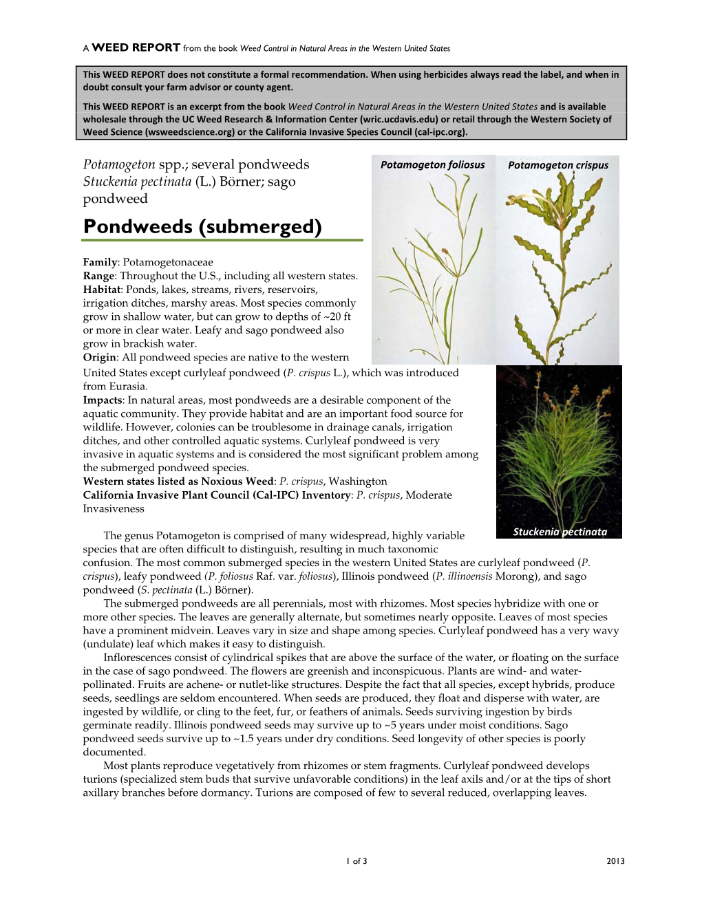 Stuckenia Pectinata (L.) Börner; Sago Pondweed Pondweeds (Submerged)