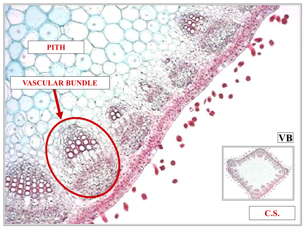 Pith Vascular Bundle