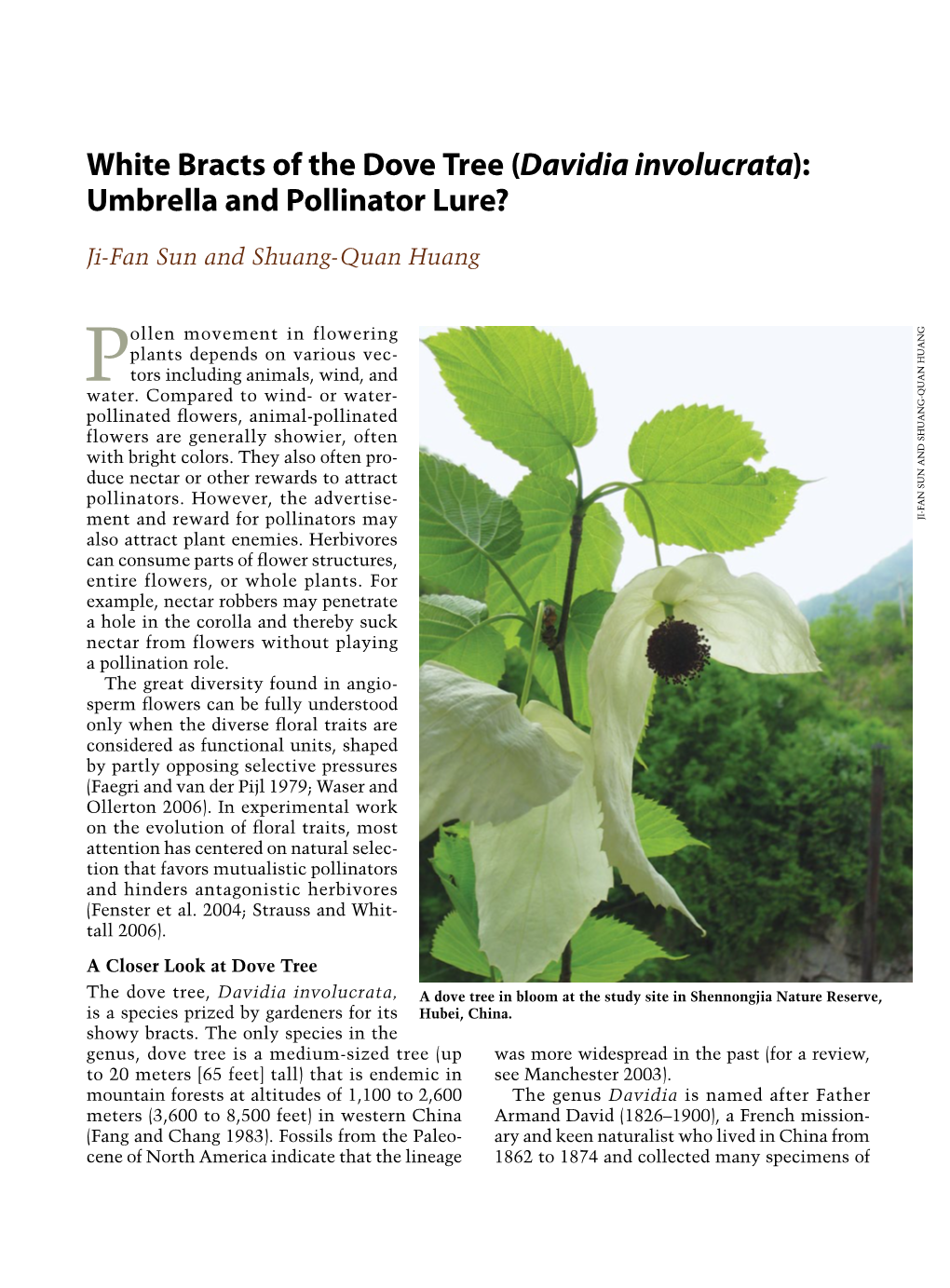 Davidia Involucrata): Umbrella and Pollinator Lure?