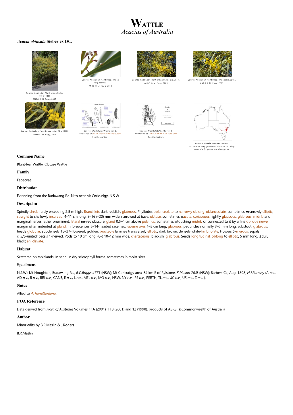 Acacia Obtusata Sieber Ex DC