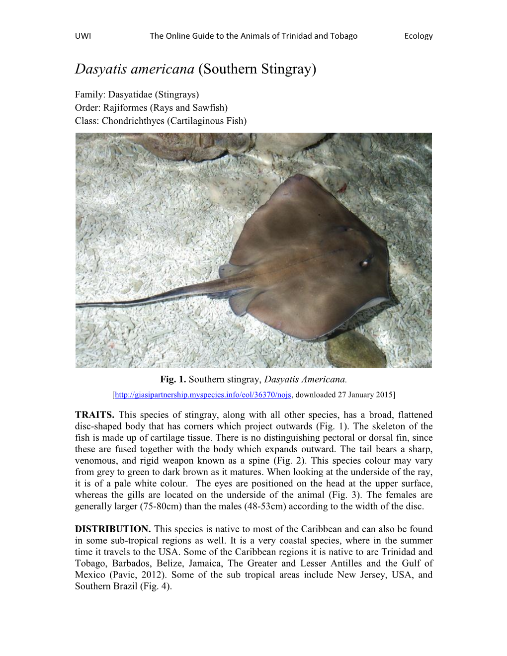 Dasyatis Americana (Southern Stingray)