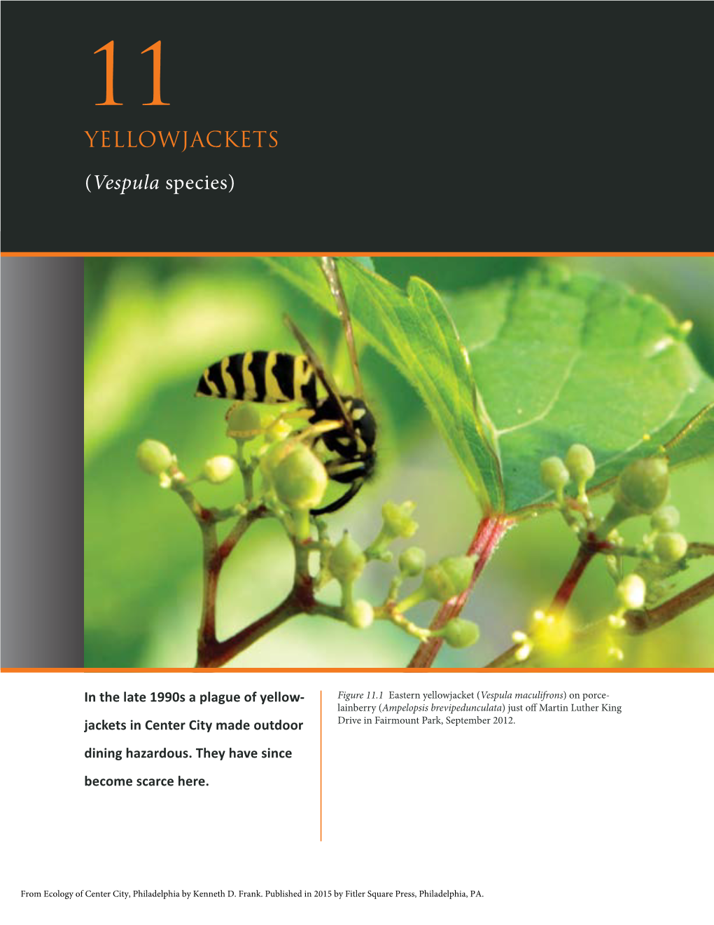 YELLOWJACKETS (Vespula Species)
