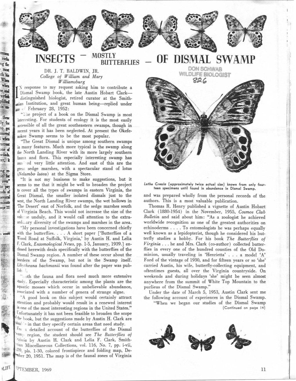 Insects of Dismal Swamp