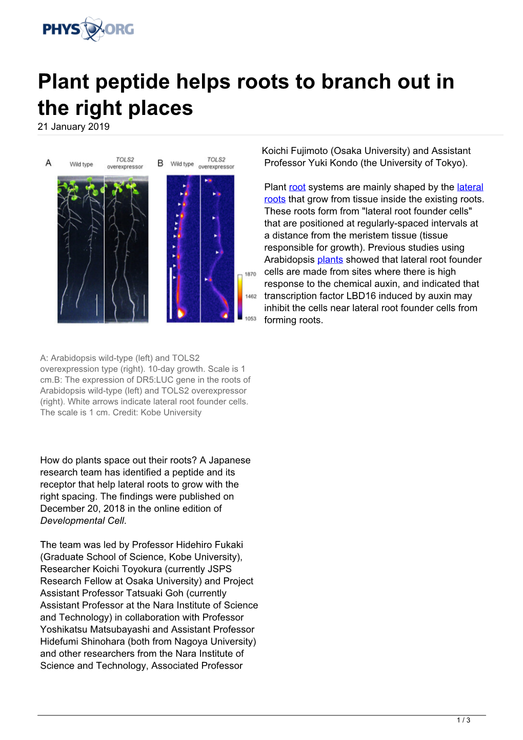 Plant Peptide Helps Roots to Branch out in the Right Places 21 January 2019
