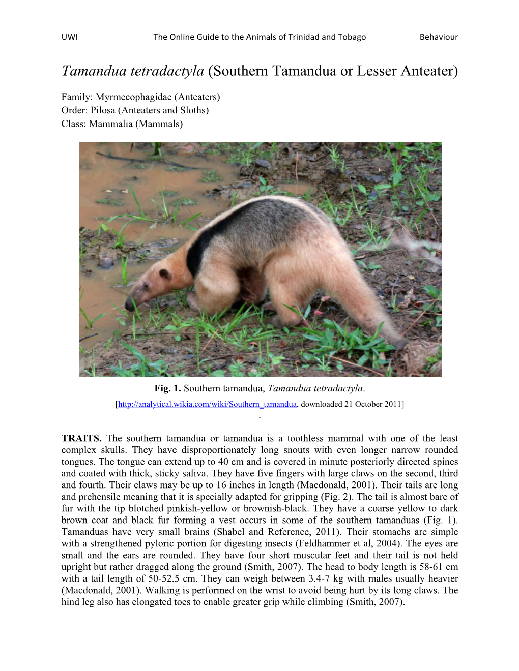 Southern Tamandua Or Lesser Anteater)