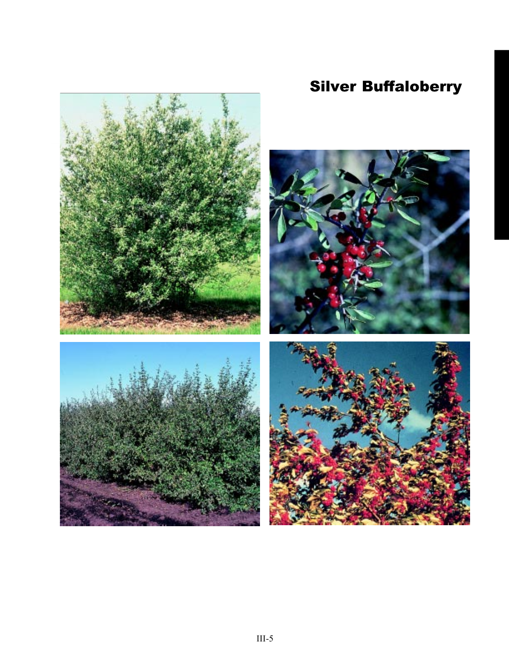 Silver Buffaloberry