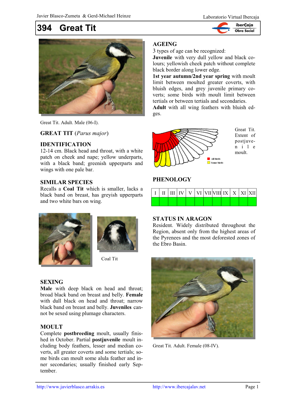 394 Great Tit