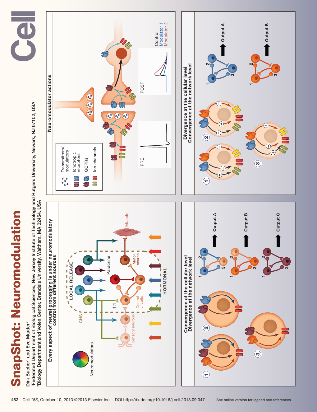 Snapshot: Neuromodulation Dirk Bucher1 and Eve Marder2 Coe 0 03©03Esve N