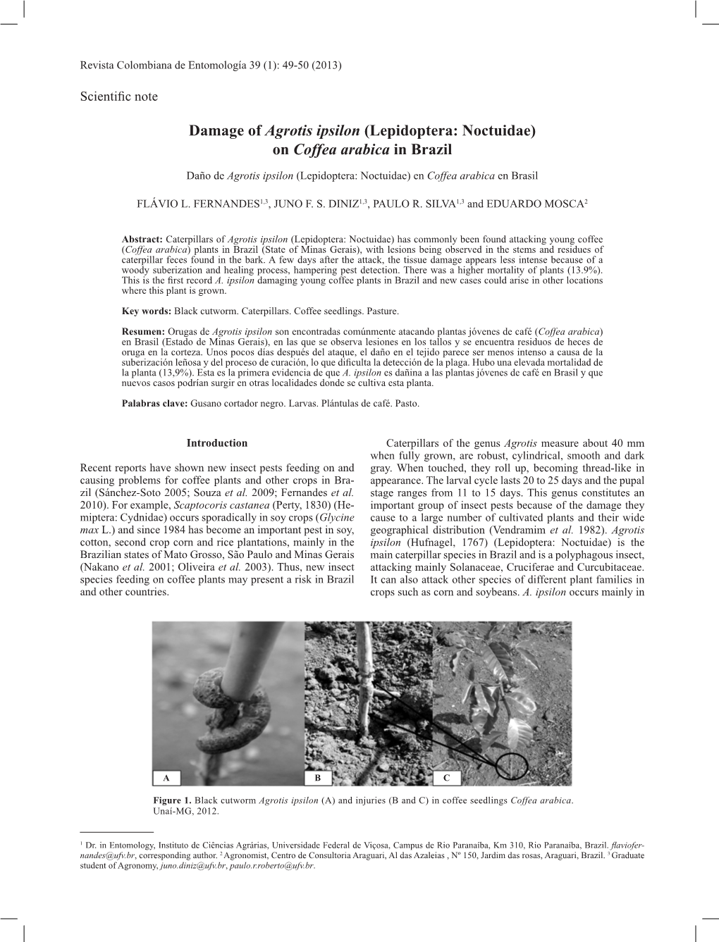 Damage of Agrotis Ipsilon (Lepidoptera: Noctuidae) on Coffea Arabica in Brazil