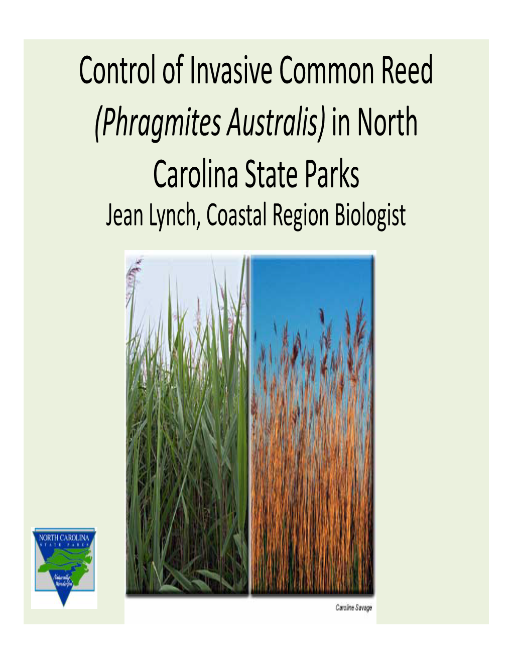 In North Carolina State Parks Jean Lynch, Coastal Region Biologist Eight NC DPR Parks Working on Phragmites Australis Control