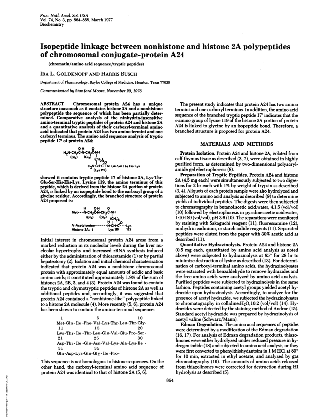 Isopeptide Linkage Between Nonhistone and Histone 2A Polypeptides of Chromosomal Conjugate-Protein A24 (Chromatin/Amino Acid Sequence/Tryptic Peptides) IRA L