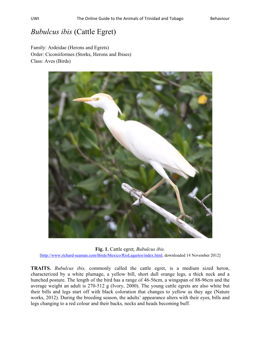 Bubulcus Ibis (Cattle Egret)