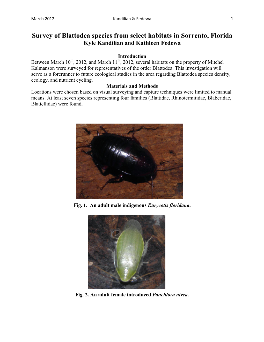 Survey of Blattodea Species from Select Habitats in Sorrento, Florida Kyle Kandilian and Kathleen Fedewa