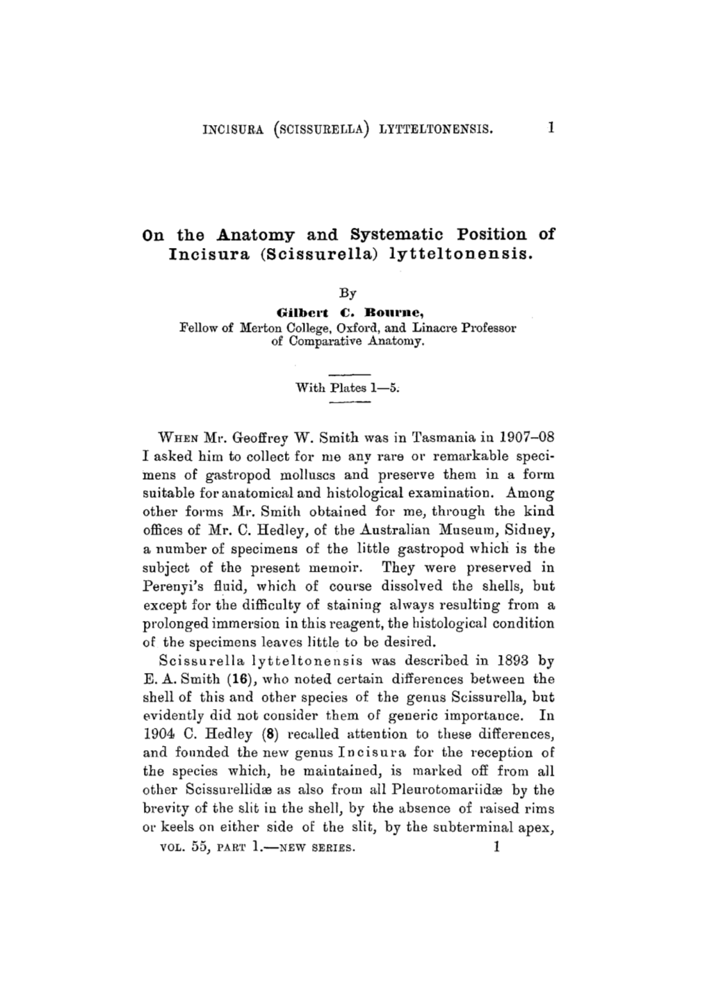 On Tlie Anatomy and Systematic Position of Incisura (Scissurella) Lytteltonensis