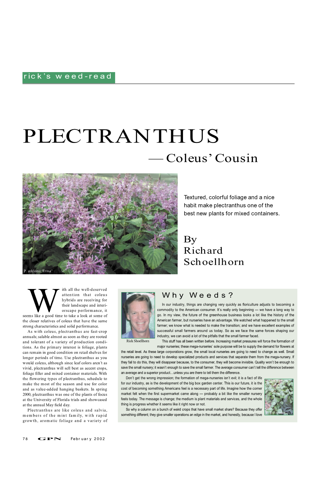 PLECTRANTHUS — Coleus’ Cousin