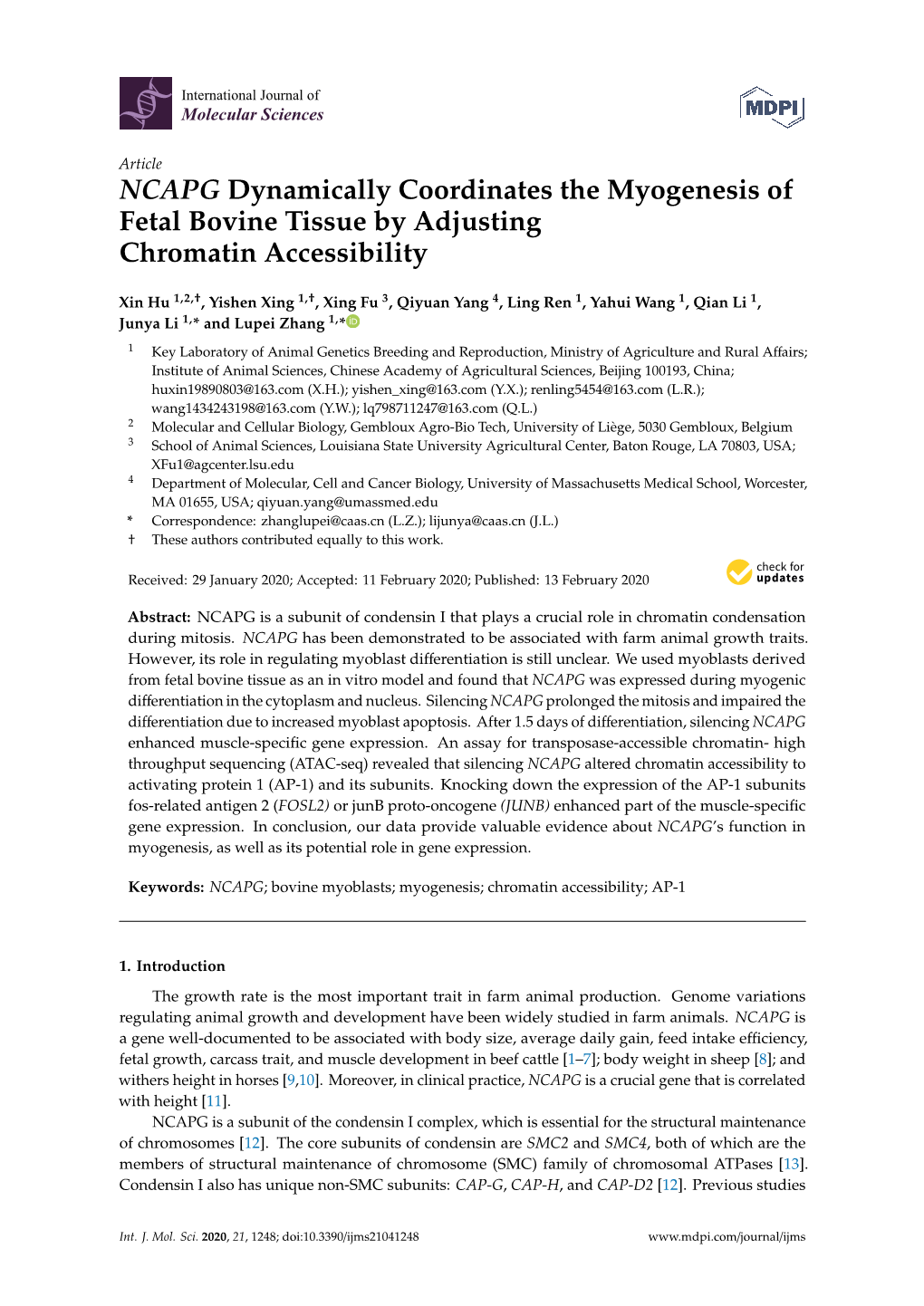 NCAPG Dynamically Coordinates the Myogenesis of Fetal Bovine Tissue by Adjusting Chromatin Accessibility