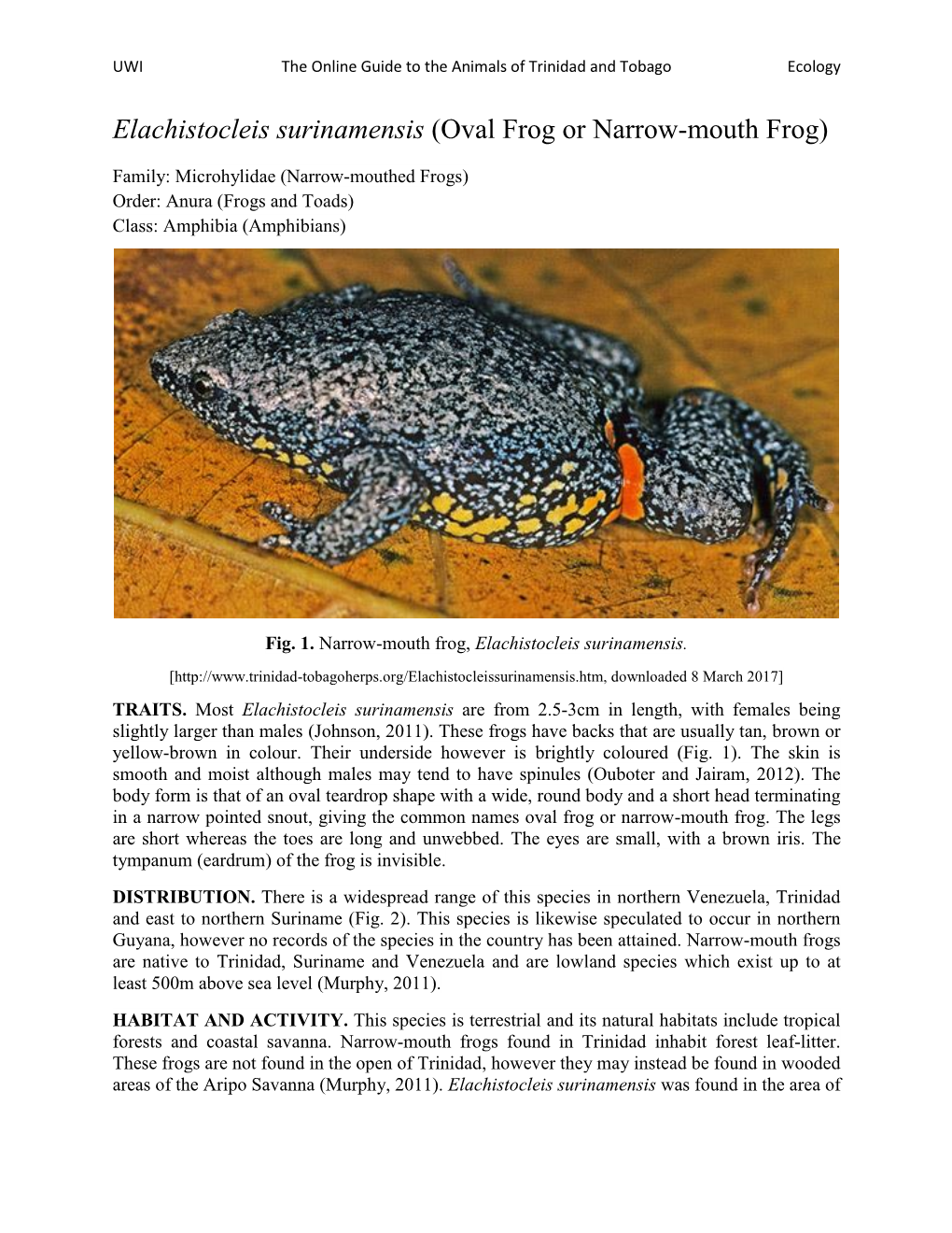 Elachistocleis Surinamensis (Oval Frog Or Narrow-Mouth Frog)