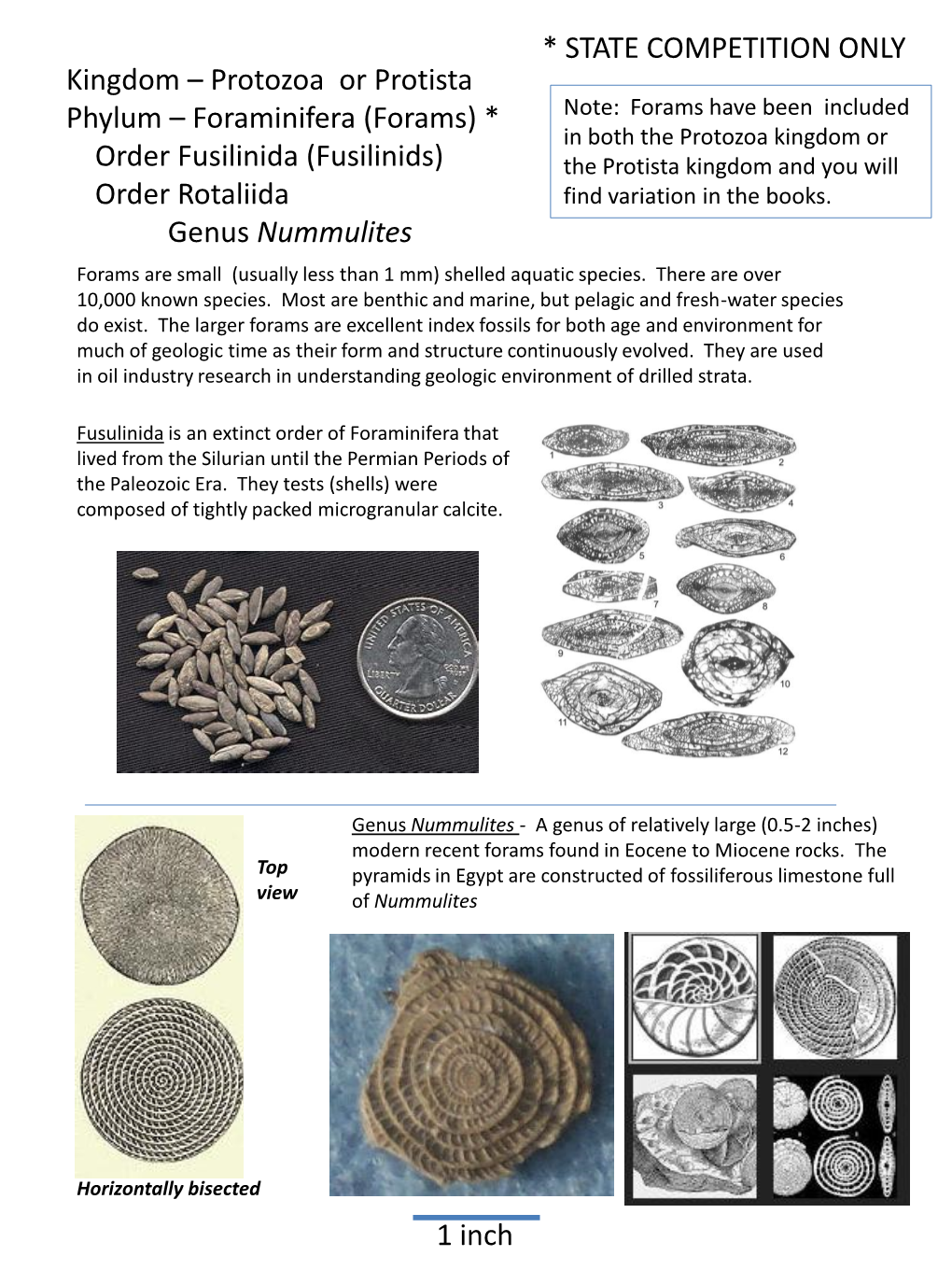 Forams, Sponges, Bryozoa, Graptolites