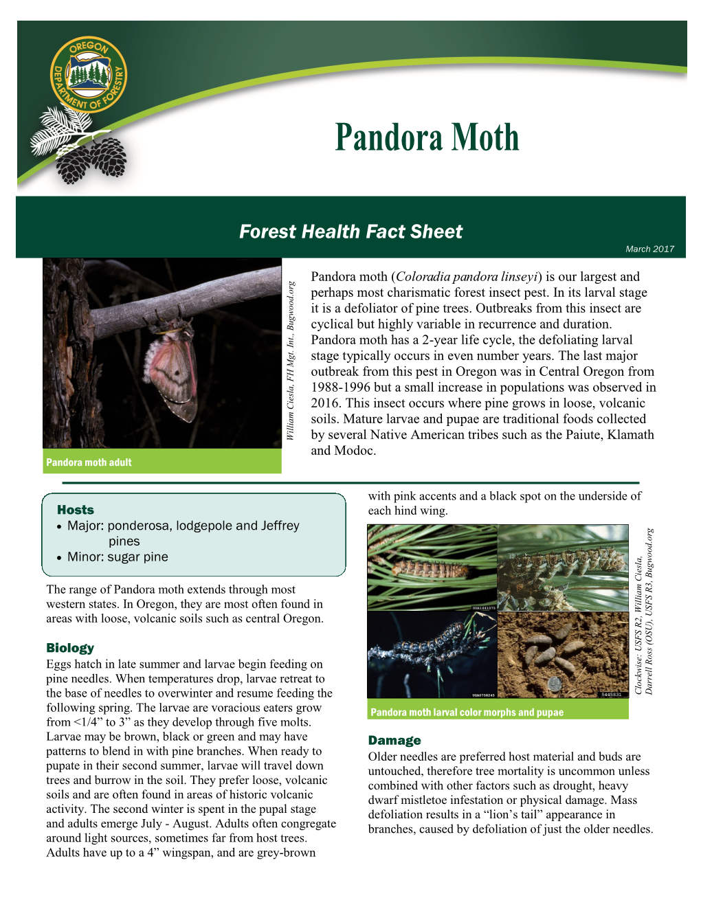 Pandora Moth (Coloradia Pandora Linseyi) Is Our Largest and Perhaps Most Charismatic Forest Insect Pest