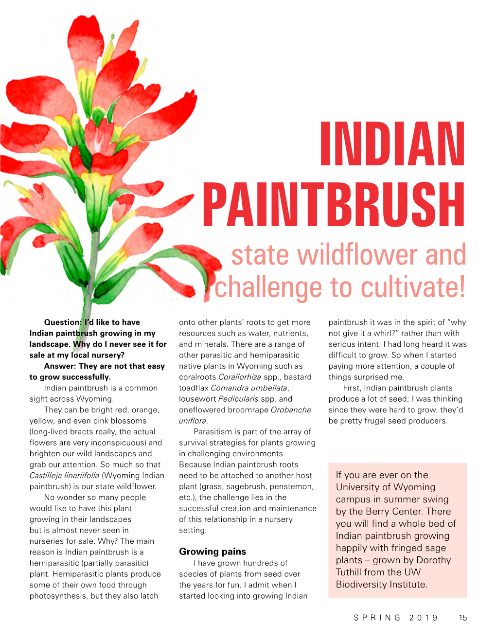 INDIAN PAINTBRUSH State Wildflower and Challenge to Cultivate!